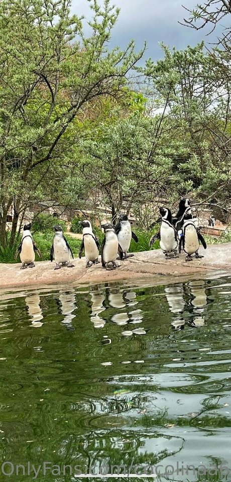 cocolinaa69 sexy model picture