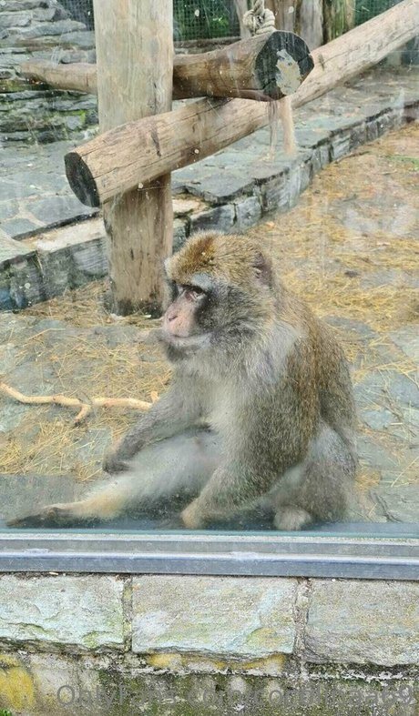 cocolinaa69 xxx model pic