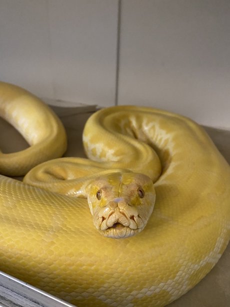 Cheddar The Python model nude image