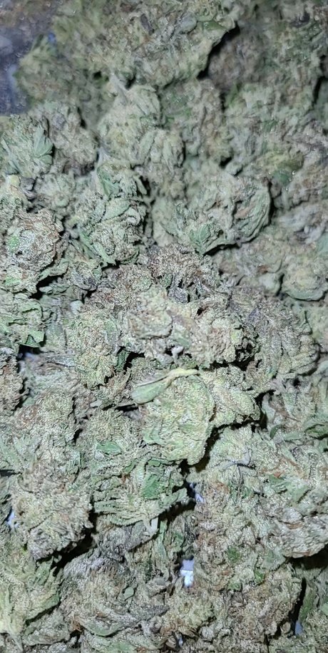 Samantha N Zalenski sex model photo