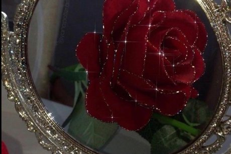 Alivia Elle_ star top pic