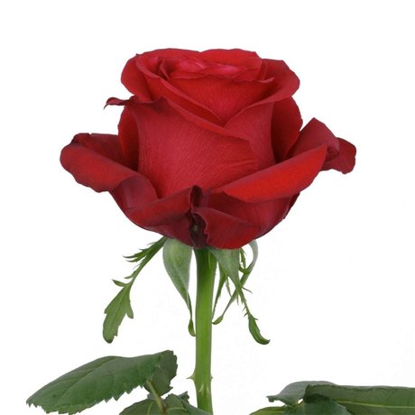 ally rose pornstar art img