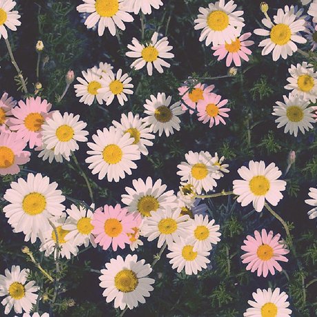 Ally Aimes_ star high quality img