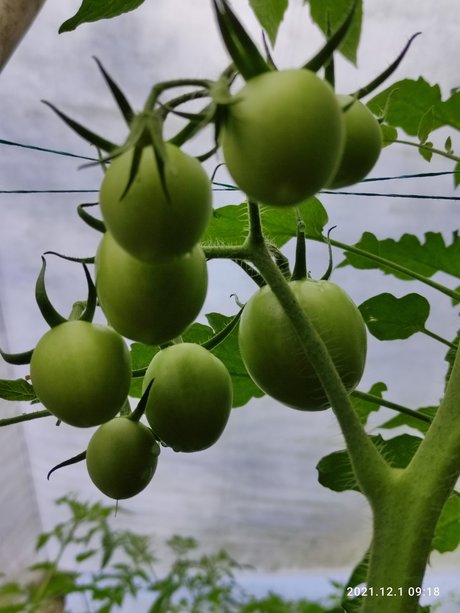 Agriculture Valley Stiven Guzman sex model pics