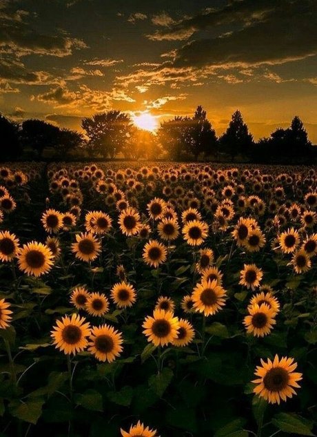 OhIThinkYouLikeMe nice star images