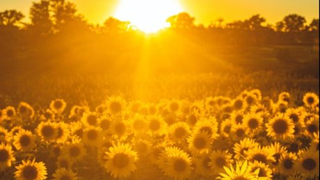 Oh Miya xxx_ star pictures