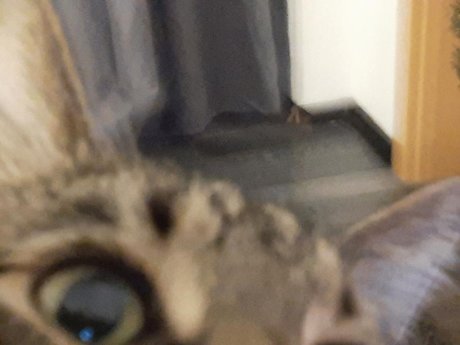 OnlyCats top pornstar photo