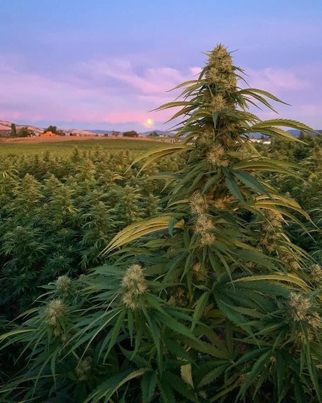 onesexy01 perfect star archive