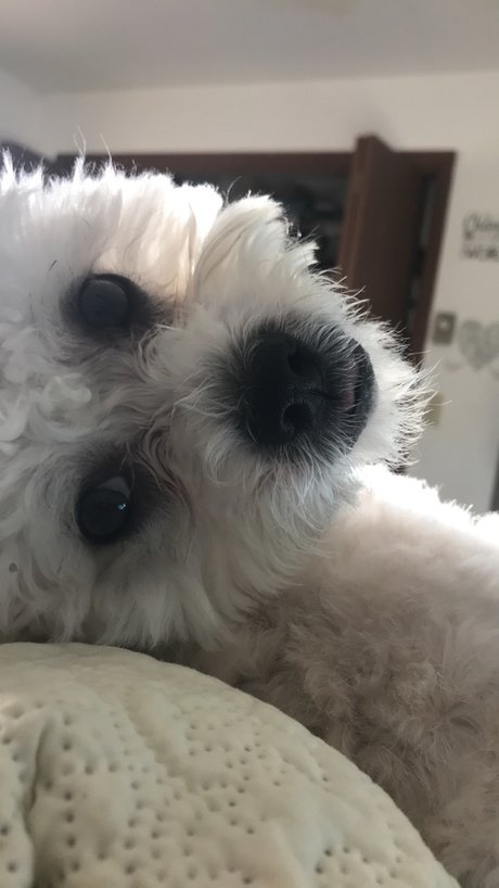 Paash perfect pornstar pictures