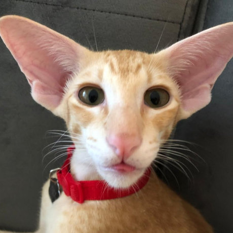 RoyTheCat model top archive