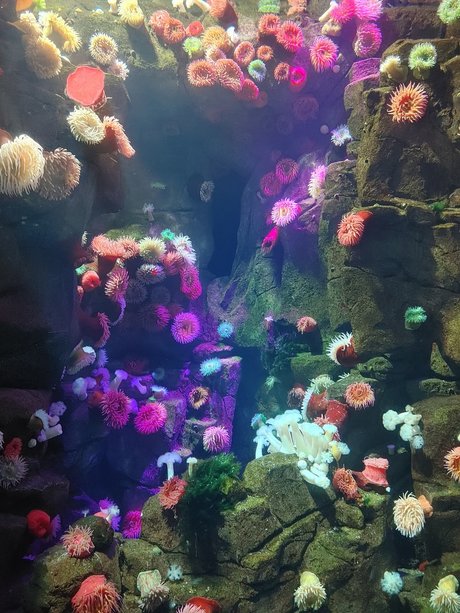 Opal Siren star nice images