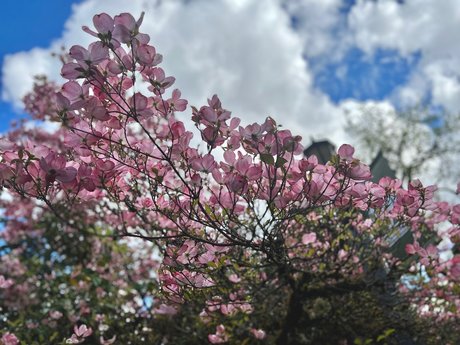 OnyxSuicide free star images