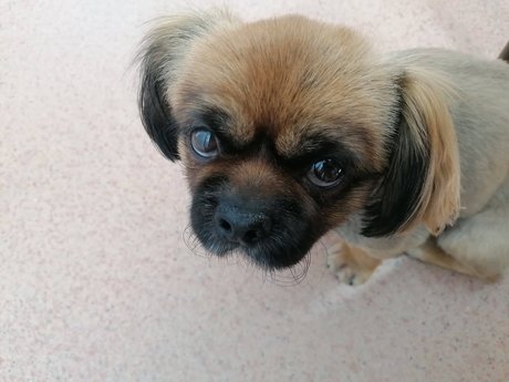 Sugar Addict beautiful star img