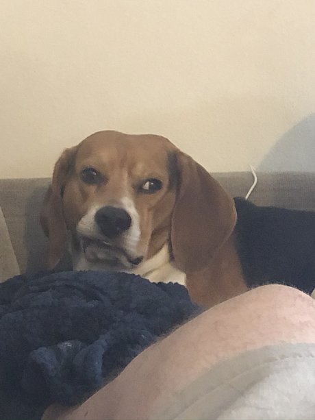 361 daddy sexy star picture