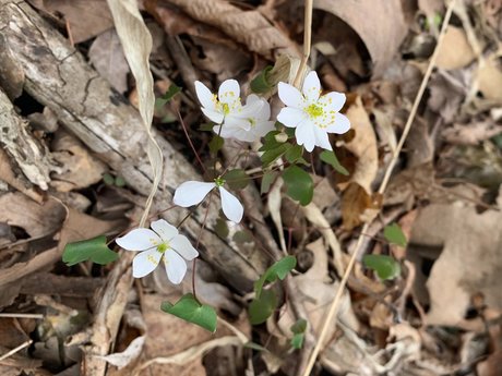 Plow adult model image