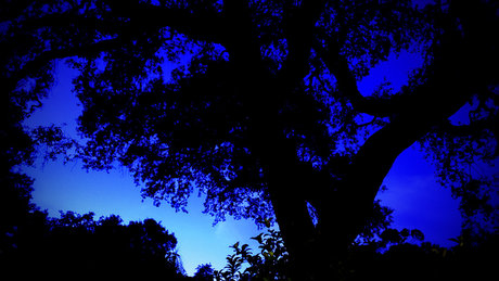 PleasantAme pretty pornstar photo