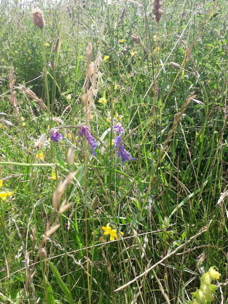 Cosmic Kane star xxx gallery