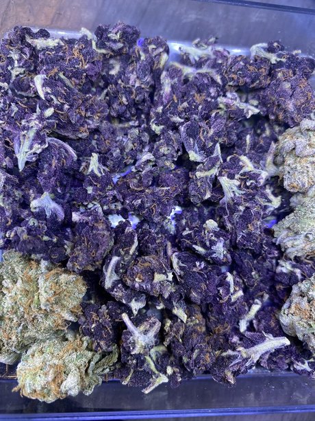 Mendocino P star free images