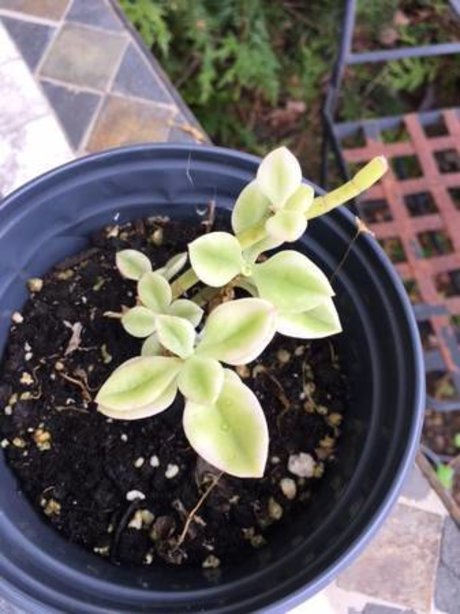 ayam nude model photo