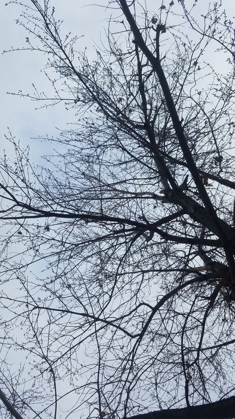 Daddy s Little Witch pornographic star pic