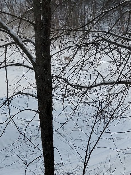 Couple6225 star adult picture