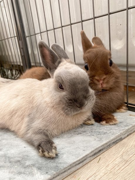 Ponzu amp amp Mocha naked model photos