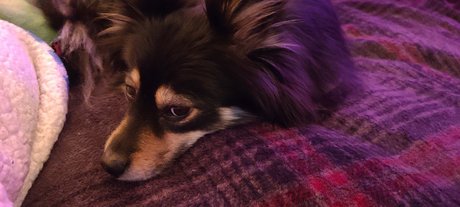 Pomsky Mom star xxx pic