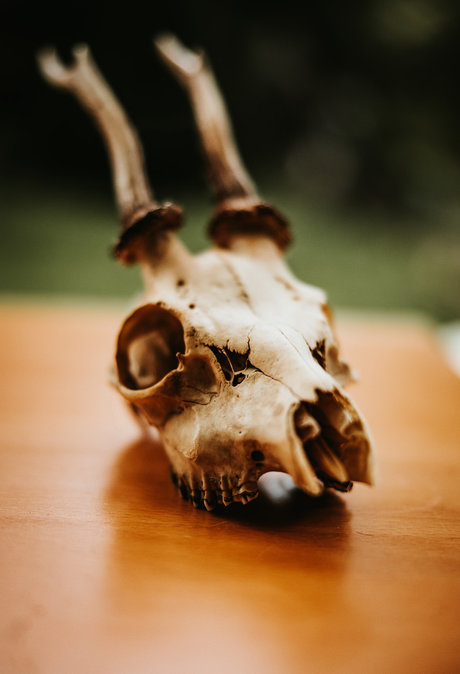 PogoFrogPicx nice star galleries