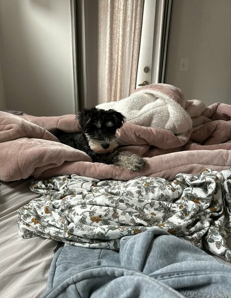 lil ann3frank hd star pic