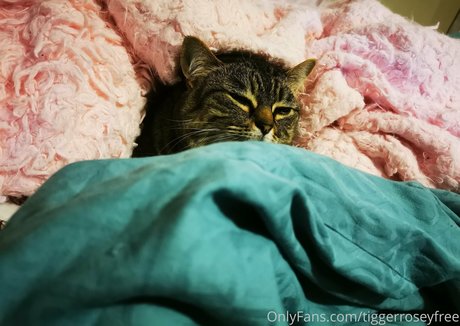 tiggerroseyfree pornstar high quality galleries