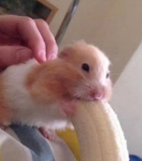 Dentari hot model pics