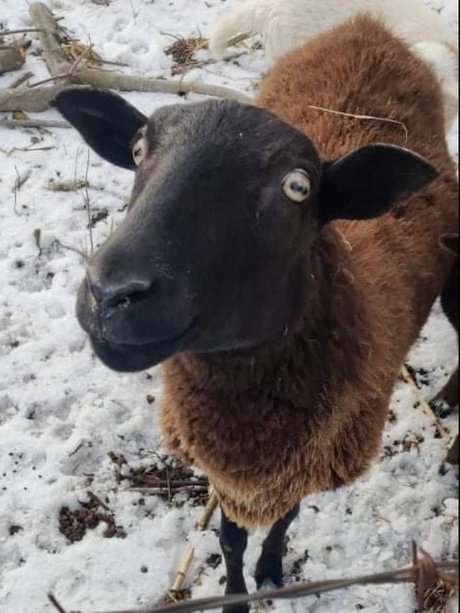 Virtual Petting Zoo model art gallery