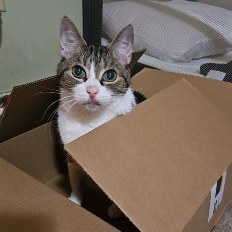 Staci_ xxx star pics