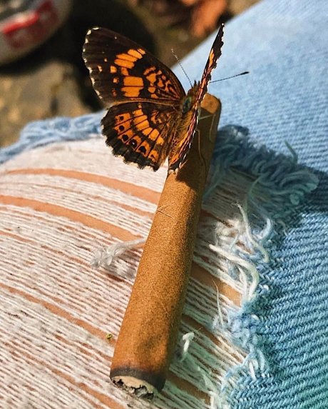 Princess monroe xxx pornstar gallery