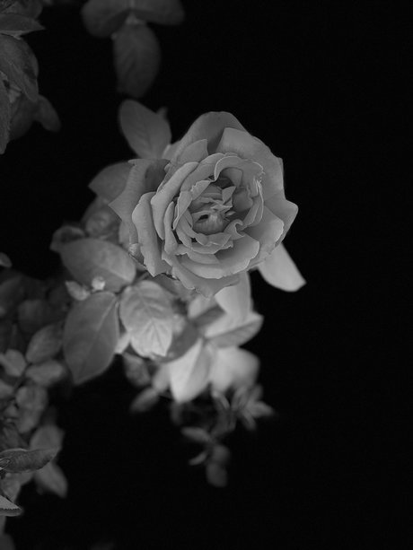 Pup Thor pornstar erotic gallery