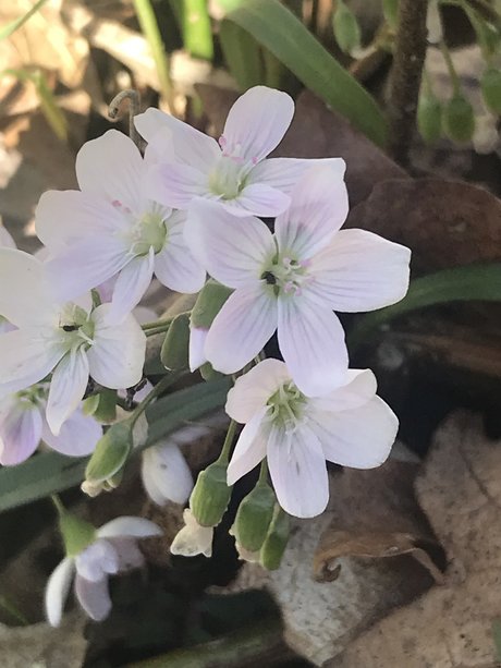 Renn star perfect images