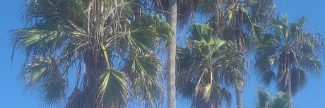 Wood perfect pornstar image