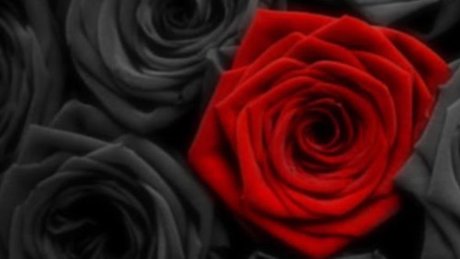 Dannie Rose star adult photos