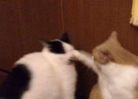 Ram Ranch CEO model xxx pictures