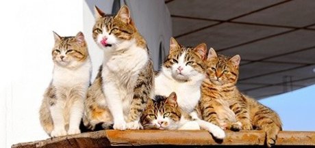 FAT CAT_ sexy pornstar pics