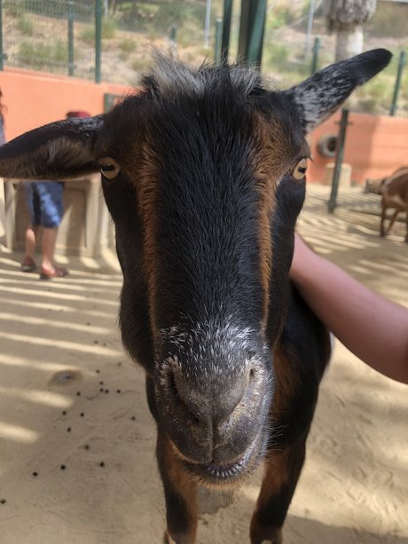 Couple Adventures star pornographic image