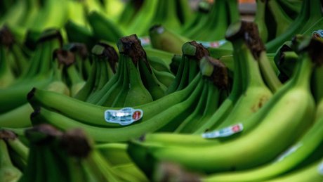 Robert Fretz adult model image