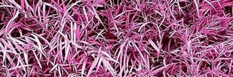 Jose L Rivera nice star archive