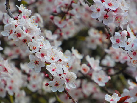 Ruhe Eva exclusive actress photo