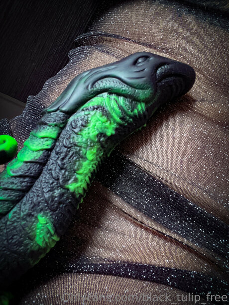 rubber tulip star hd picture