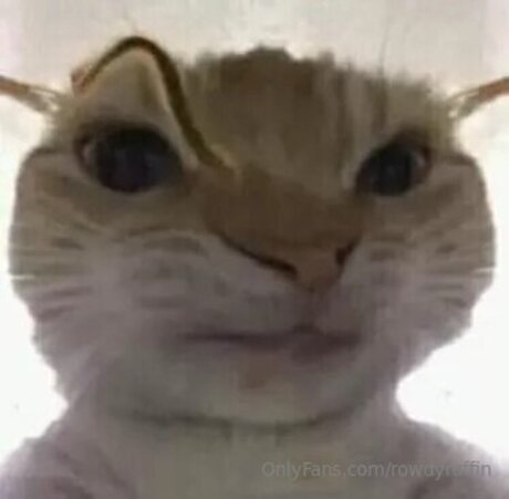 _rowdy ruffin_ model perfect pictures