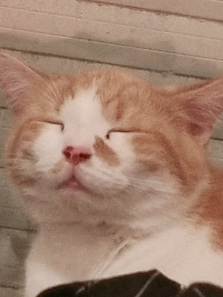 Safir Babe star best pics