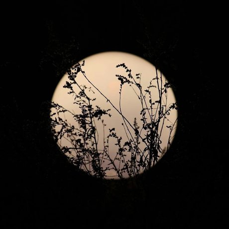 Chevy Douche exclusive pornstar picture