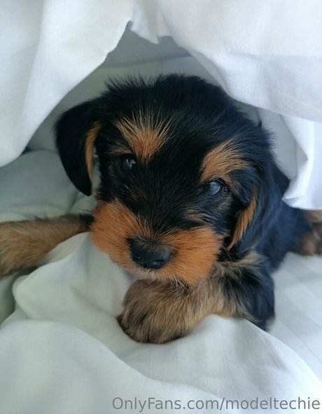 modeltechie pornstar nudes photo