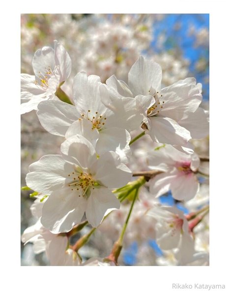 rikakodesu beautiful actress img